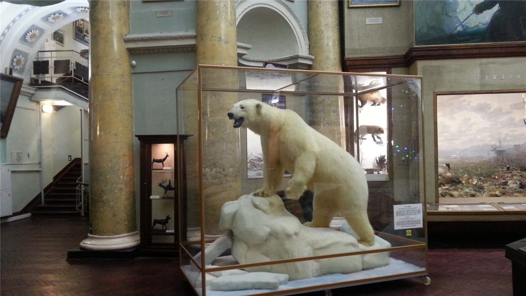 Музей Арктики и Антарктики. Белый медведь.